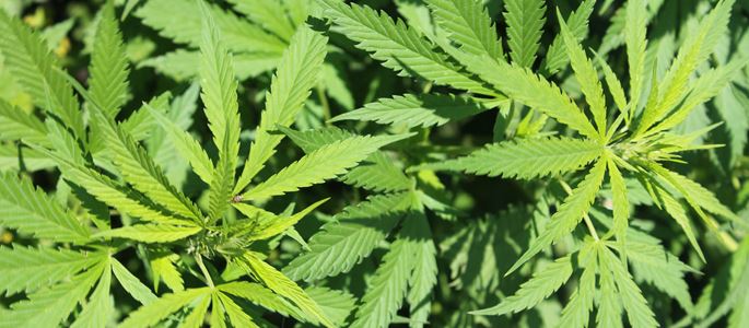 In Deutschland ist der Besitz und Handel mit Cannabis strafbar.